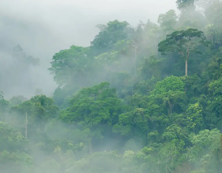 Saving Kakamega Forest Rainforest Journalism Fund